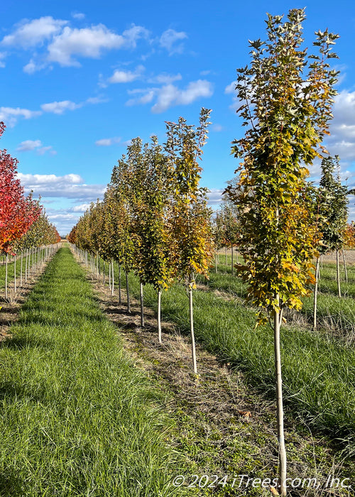Armstrong Gold® Red Maple