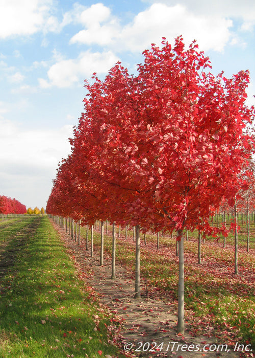 A row of October Glory Red Maple in fall growing at the nursery with fiery red fall color.