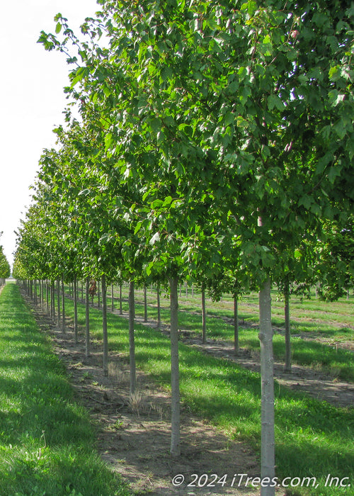A row of October Glory Red Maple trees growing in the nursery with green leaves and smooth grey trunks.