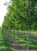 A row of October Glory Red Maple trees growing in the nursery with green leaves and smooth grey trunks.