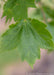 Closeup of a single green leaf.