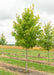 An October Glory Red Maple in the nursery with green leaves and a smooth grey trunk.