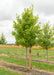 An October Glory Red Maple in the nursery with a large ruler standing next to it to show its canopy height measured at about 5 ft.