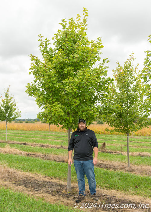 October Glory Red Maple in the nursery with a person standing nearby to show its canopy height, their shoulder is below the lowest branch.