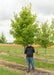 October Glory Red Maple in the nursery with a person standing nearby to show its canopy height, their shoulder is below the lowest branch.