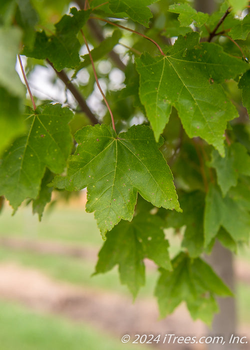 Closeup of green leaves.