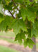 Closeup of green leaves.