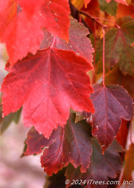 Closeup of red to red-wine fall leaves.