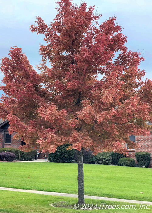 An October Glory Red Maple planted on a residential parkway with a round crown full of fall leaves with a red-orange fall color. A brick house and green grass are in the background.