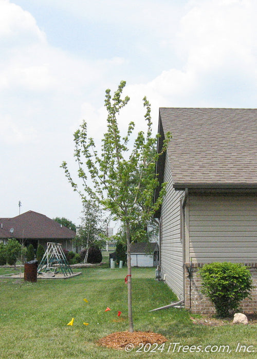 A newly planted October Glory Red Maple in the front side yard of a home, with newly emerged small green leaves. A house and a children's swing set are in the background.