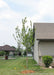 A newly planted October Glory Red Maple in the front side yard of a home, with newly emerged small green leaves. A house and a children's swing set are in the background.