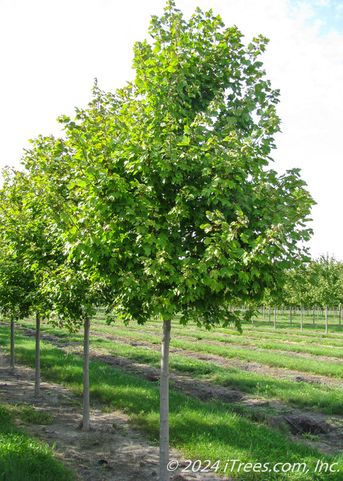 A row of October Glory Red Maple in the nursery with green leaves and smooth grey trunks.