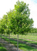 A row of October Glory Red Maple in the nursery with green leaves and smooth grey trunks.