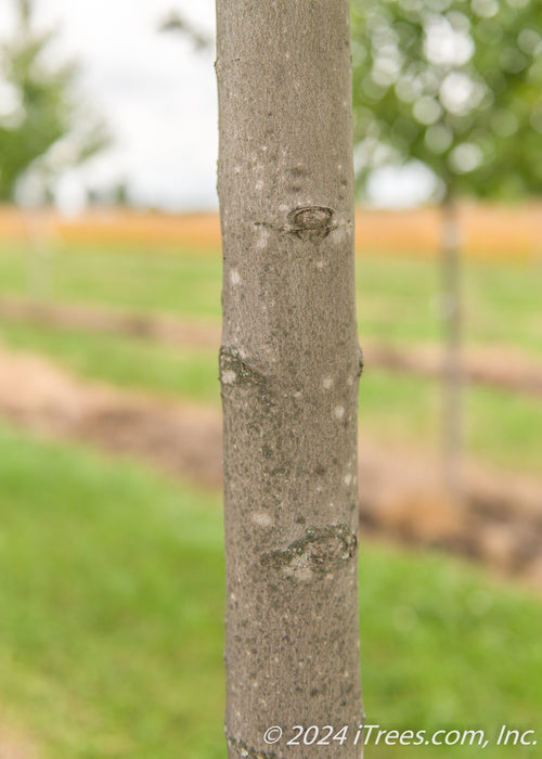 Closeup of smooth trunk.