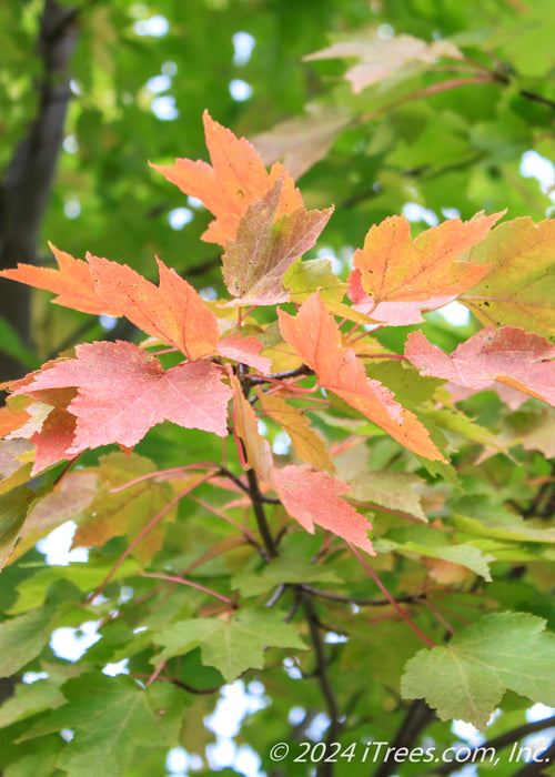 Closeup of a branch with leaves changing to their fall color going from green to a yellowish red-orange.