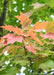 Closeup of a branch with leaves changing to their fall color going from green to a yellowish red-orange.