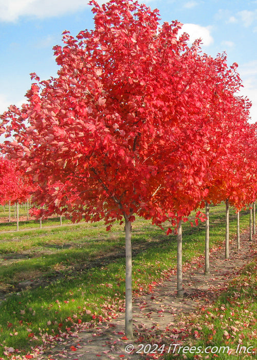 An October Glory Red Maple with fiery red fall color and a smooth grey trunk growing in the nursery.