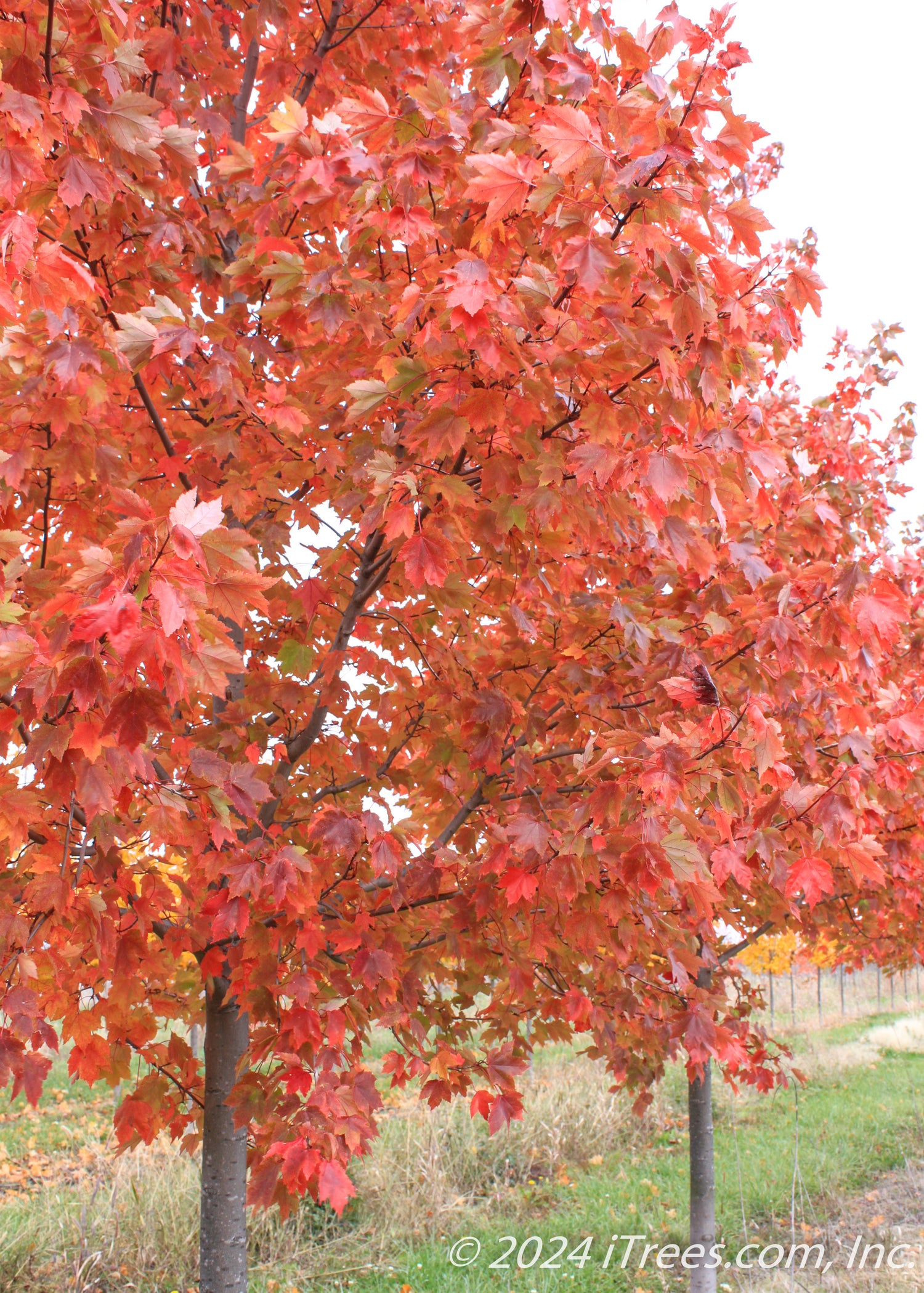 Sun Valley Red Maple