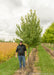 Sun Valley Red Maple at the nursery with a person standing next to it, the lowest branch is at their shoulder.