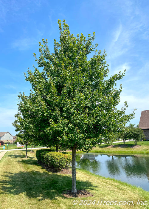 A maturing Sun Valley Red Maple planted near a retaining pond in a subdivision.