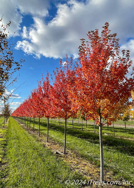 Sun Valley Red Maple growing in a nursery row with red fall color.