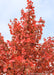 Closeup of the top of Sun Valley's crown of red leaves.