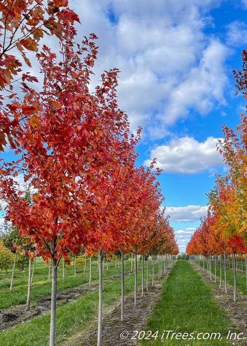 Sun Valley Red Maple growing in a nursery row with red fall color.