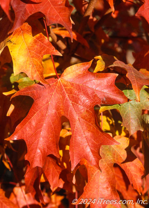 Closeup of bright red-orange shiny leaf.