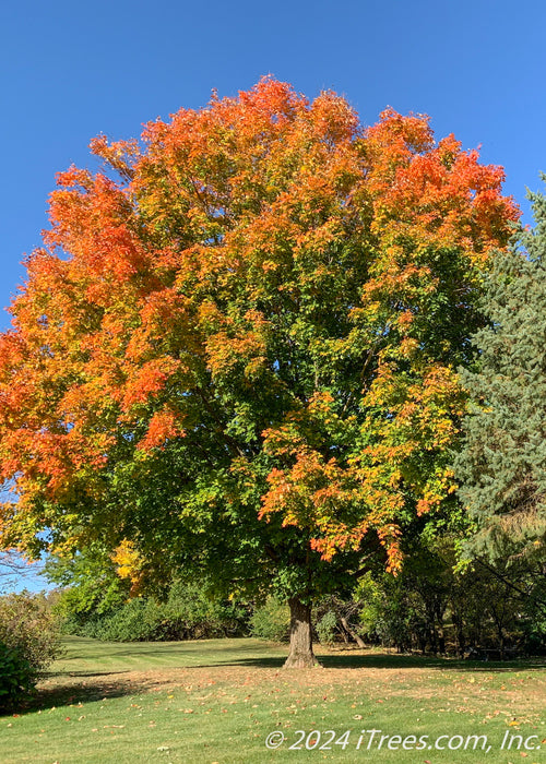 Mature Fall Fiesta with changing fall color.