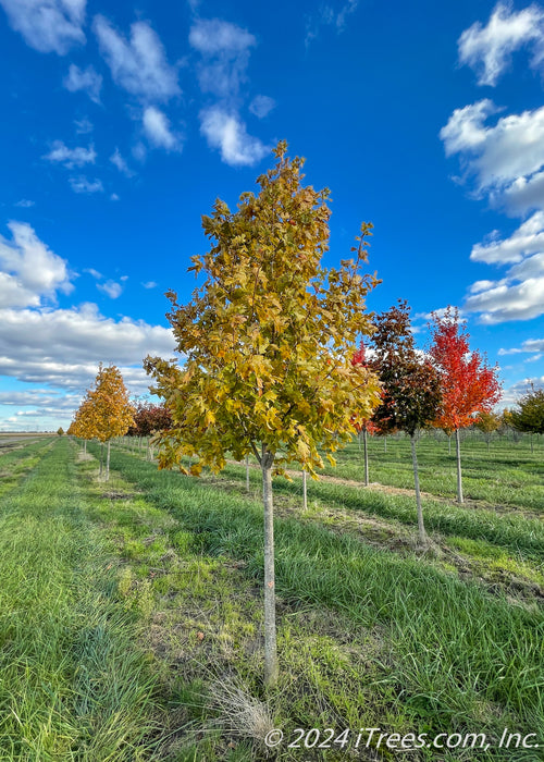 Fall Fiesta Sugar Maple in the nursery with changing fall color.