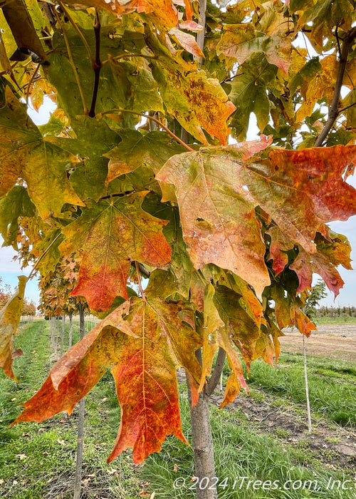 Closeup of changing fall color from green, to yellow, to red-orange.