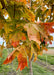 Closeup of changing fall color from green, to yellow, to red-orange.