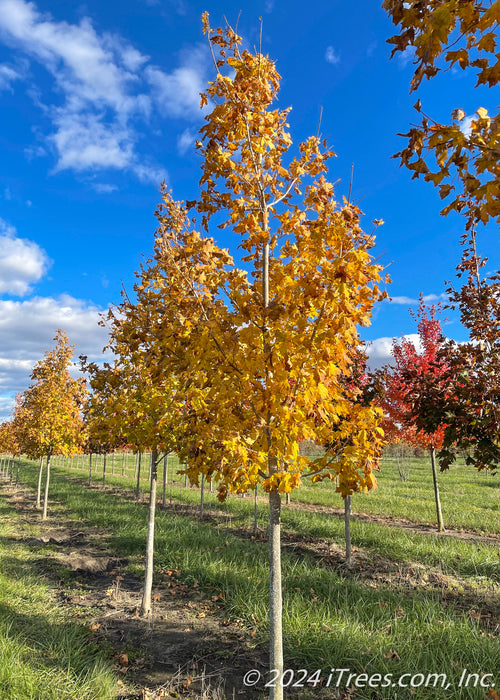 Fall Fiesta Sugar Maple in the nursery with yellow fall color.