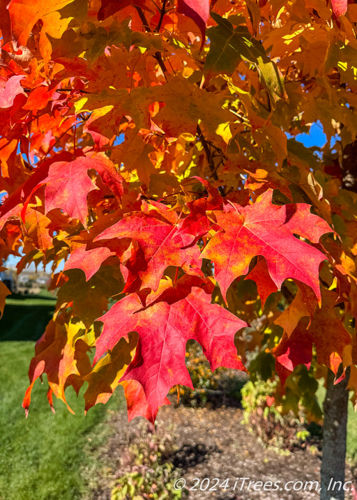 Closeup of bright red-orange leaves.