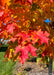 Closeup of bright red-orange leaves.