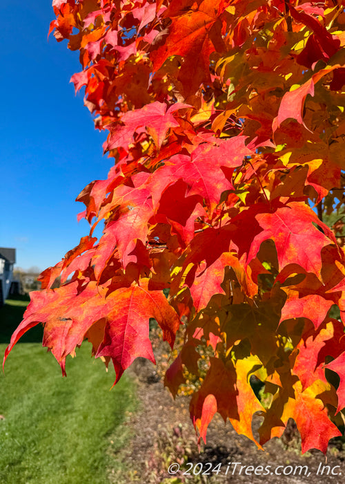 Closeup of fiery red-orange fall color.