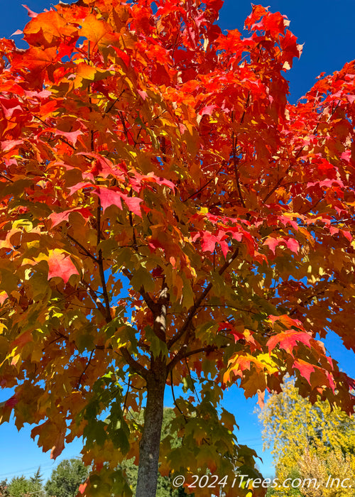 View of a Fall Fiesta Sugar Maple canopy looking up at the inside of the canopy from the trunk up showing bright red-orange fall color.