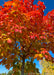 View of a Fall Fiesta Sugar Maple canopy looking up at the inside of the canopy from the trunk up showing bright red-orange fall color.