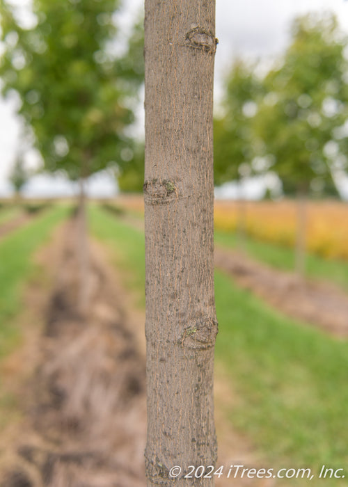 Closeup of smooth grey trunk.