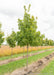 Commemoration Sugar Maple grows in the nursery with green leaves.