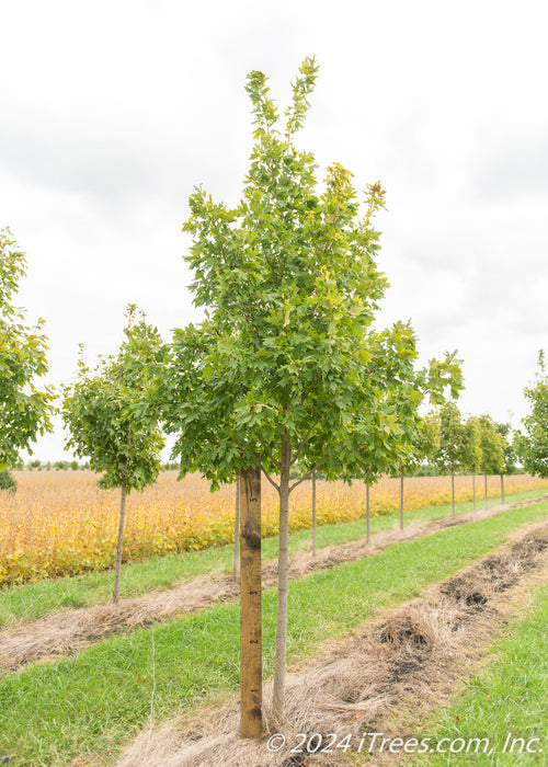 Commemoration Sugar Maple in the nursery with a large ruler next to it to measure its canopy height.