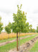 Commemoration Sugar Maple in the nursery with a large ruler next to it to measure its canopy height.