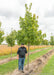 Commemoration Sugar Maple in the nursery with a person standing nearby to show height comparison. The person's head touches the lowest branch.