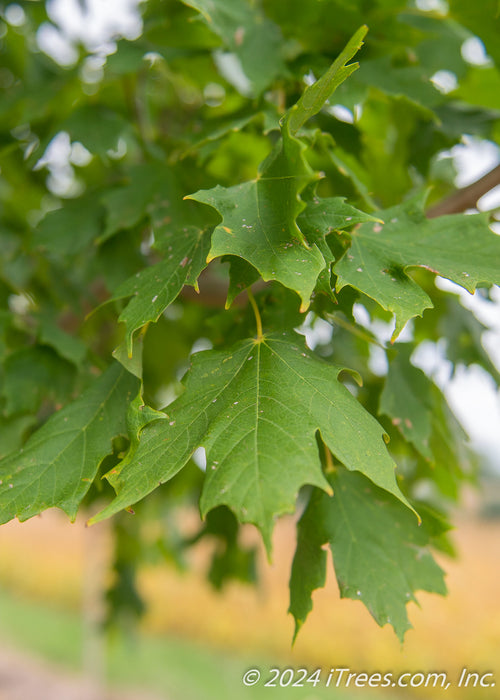 Closeup of medium green leaves at the end of a branch.