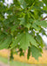 Closeup of medium green leaves at the end of a branch.