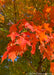 Closeup of bright red-orange leaves.