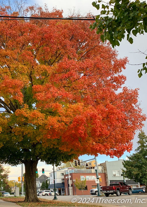 Crescendo Sugar Maple with fiery orange fall color growing on a downtown parkway.