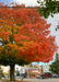 Crescendo Sugar Maple with fiery orange fall color growing on a downtown parkway.