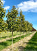 A row of Green Mountain Sugar Maple grow in the nursery.
