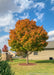 Green Mountain Sugar Maple planted in a backyard showing transitioning fall color from green at the canopy base going up to bright red-orange.